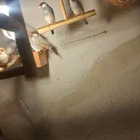 12عددفنچ نرگسی جمله