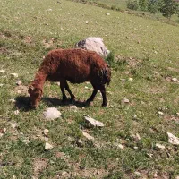 میش