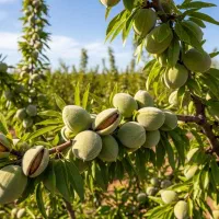 فروش نهال بادام کاغذی پوست‌نازک محدود