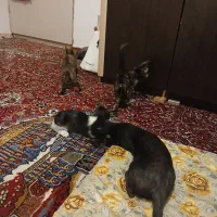 واگزاری گربه های خانگی