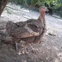 بوقلمون ماده ۱ساله