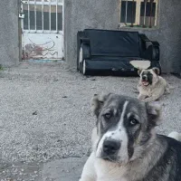 توله سگ سرابی نر ماده