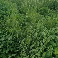 نیازمند یک کشاورز