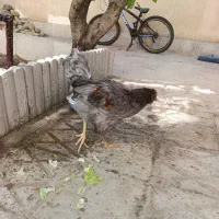 خروس گلین لری پا پر و ریش دار