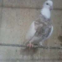 کبوتر طوقی