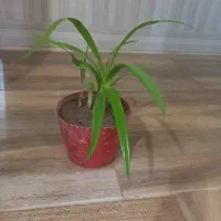 گل طبیعی