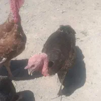 دانه‌‌4ملیون‌در‌پیشوا