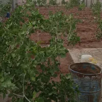 باغچه 500 متری پسته چهاردیواری قدیمی
