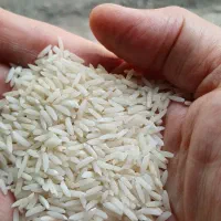 فروش انواع برنج محلی