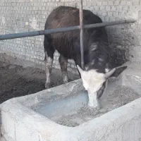 گاومیش نر