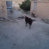 شیشک دو دندان