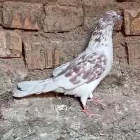 کبوتر پرشی