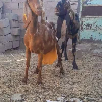 بز پاکستانی