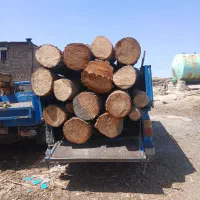 برش وقطع درخت خریدوفروش انواع چوب ودرخت چوب سقفی