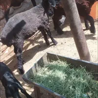 بره ماده شاخی و بره قوچ