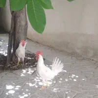 دو خروس جوان