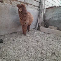 بره|حیوانات مزرعه|اهواز, اهواز|دیوار