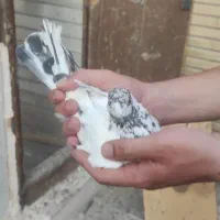 ماده کله دم سبز