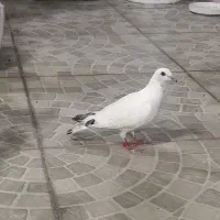 کبوتر