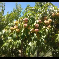 هرس کاری درختان میوه وغیرمیوه