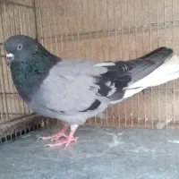 کفتر سبز دمسفید نر