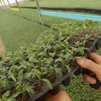 فروش نشا گوجه