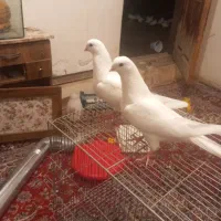 کبوتر چشم نوک سفید