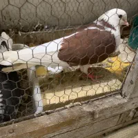 یک جفت کفتر پرشی و جوجه بده