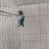 جوجه کوتوله رام