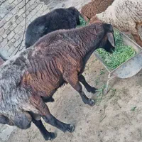 فروش قوچ