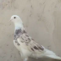 کفتر سرور