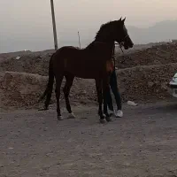 اسب|اسب و تجهیزات اسب‌سواری|اشکذر, |دیوار