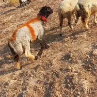 کاوه قوچ بختیاری