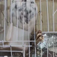 کبوتر گم شده