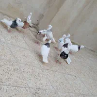 کبوتر طوقی