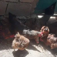 ۸ مرغ جوان تخم گذار