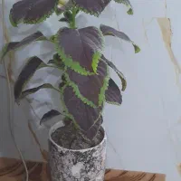 گل حسن یوسف