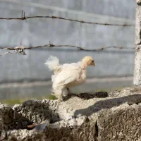 جوجه کوشین از تبار گرد و توپی