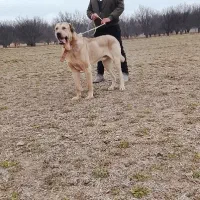 سگ عراقی پژدر