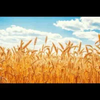 گندم بذر