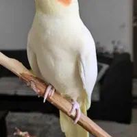 عروس هلندی پیدا شده