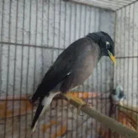 مرغ مینا