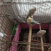 عروس هلندی