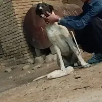 یه جفت توله اصیل