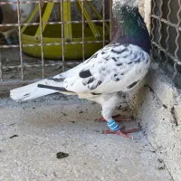 سار..سبز. کلاغ