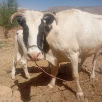 فروش گاو شیری و گوساله شش ماهه