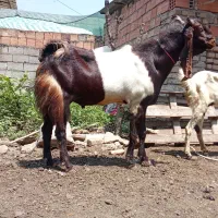 تکه  دوساله غول پیکر اندازه گوساله