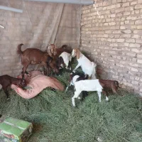بره شیر وبزغاله