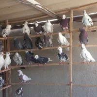 کفتر   ۳۵تا کبکی گرفتنی