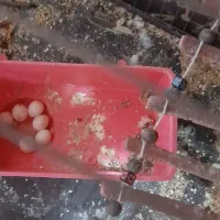 مرغ عشق با تخم